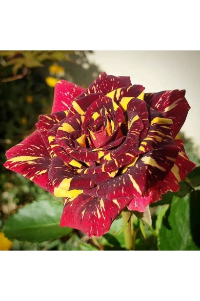 Роза Abracadabra разноцветный уникальный сорт